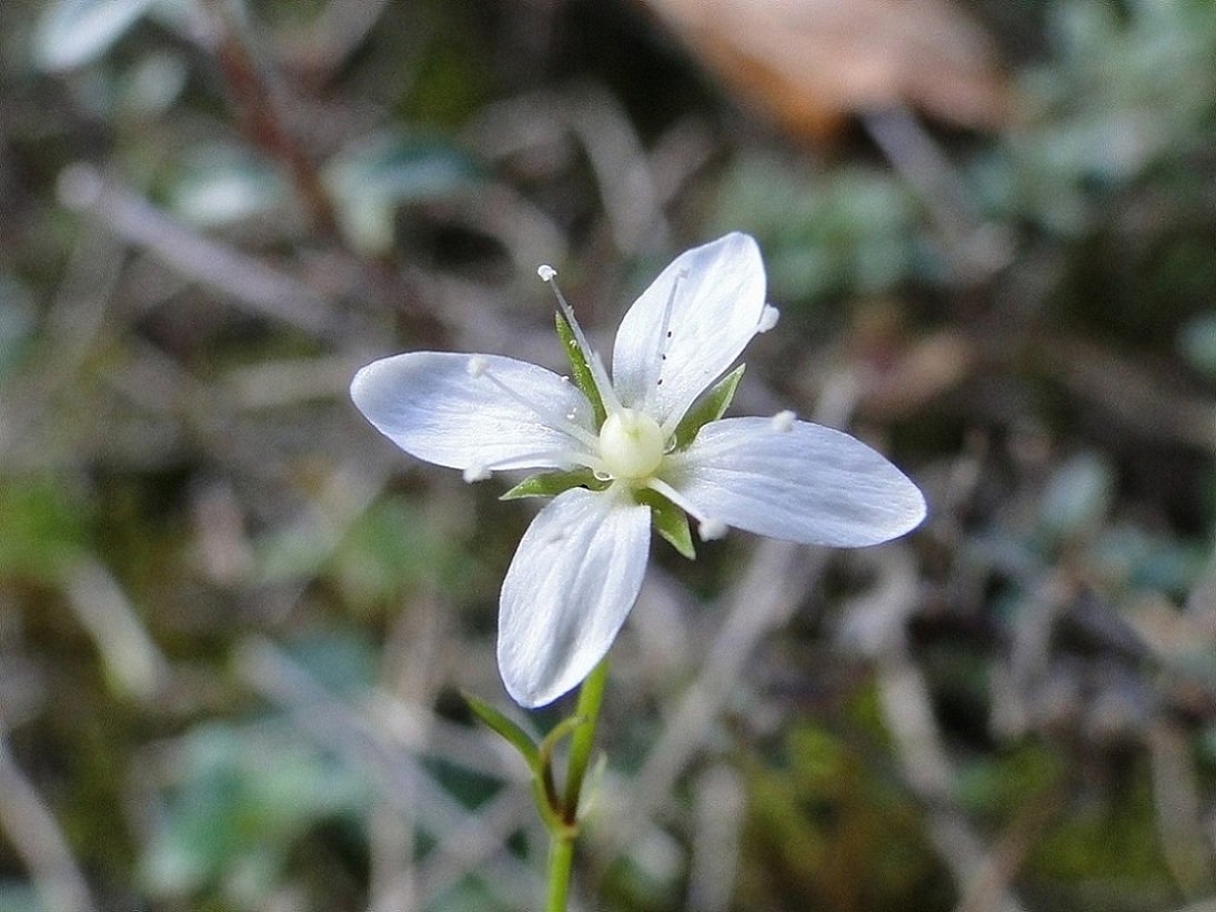 Moehringia muscosa / Erba paglina